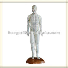 ISO Human Acupuncture Model, Deluxe Acupuncture male Модель 46CM HR-502